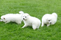Japanese Spitz Pups For Sale