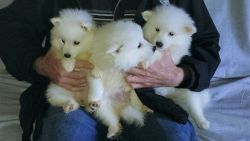 Beautiful Japanese Spitz Puppies For Free Adoption