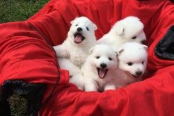 Pure Breed Japanese Spitz puppies