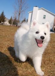 Two Top Class Japanese spitz Puppies Available