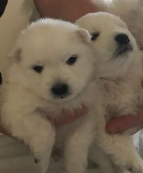 JAPANESE SPITZ PUPS FOR SALE