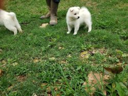 Japanese Spitz Puppies for Sale in Tennessee
