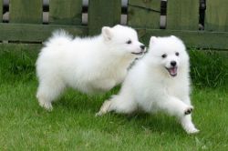 Cute Japanese Spitz Puppies for sale