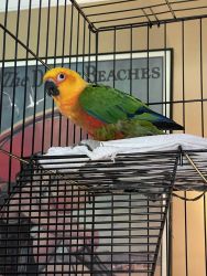 5 yr old male Jenday Conure for sale
