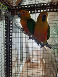 Jenday conure pair for sale