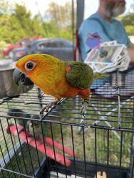 Jenday Conure Baby Seeet and Tame!!!