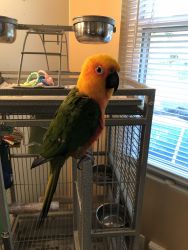 Rehoming Jenday Conure