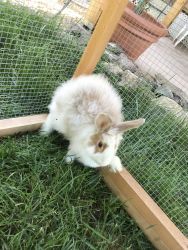 Hand raised bunnies for sale