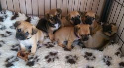 Jug Puppies for sell