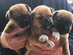 Jug Puppies For Sale