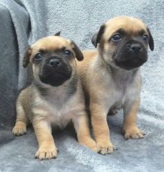 Stunning Jug Puppies for sale