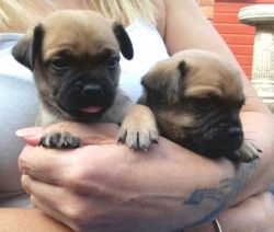 Stunning Jug Puppies for sale