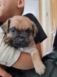 Gorgeous Jug Puppies for sale