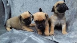 Adorable Jug Puppies for sale