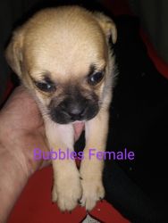 8 week old pug jack russell mix puppies