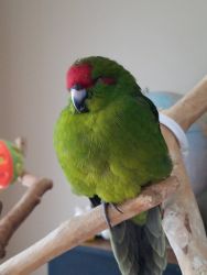 Green & Pied Kakariki Parakeets