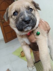 A awesome puppy of kangal breed in vaishali nagar bhopal for sale.