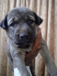 A pure kangal dog puppy for sale in bhopal.
