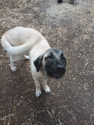 6 Month Old Male Kangal Puppy