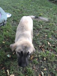 Kangal Puppy For Sale In New York