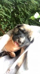 Turkish kangal puppies for sell!!