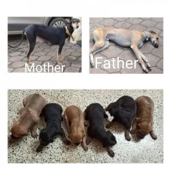Kanni Puppies for Sale