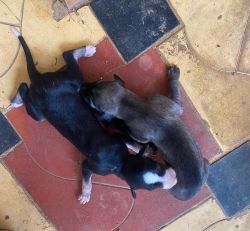 Kanni Chippiparai puppies for sale