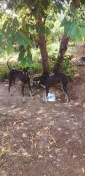 Kanni dog pair for sale