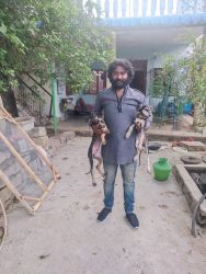 4month male and female kanni dog two vaccine done intrest can call