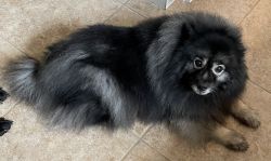 Keeshond - Purebred -7 years old