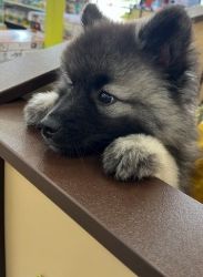 Really sweet keeshond puppy
