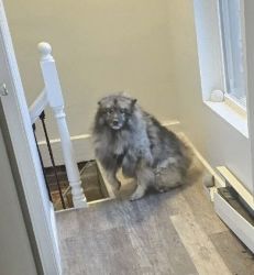 Look for a good home for my Keeshond