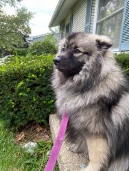 Keeshond with Seperation anxiety