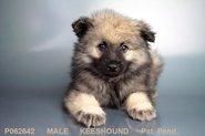 Our Male Keeshond Puppy!