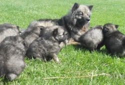 Keeshond Puppies For Sale $500