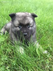 two lovely Keeshond puppies