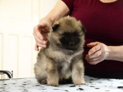 Beautiful Keeshond Puppies For Sale.