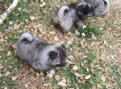 Male and Female Keeshond Puppies