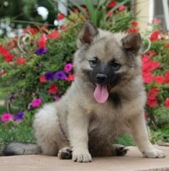 Keeshond Puppy For Sale