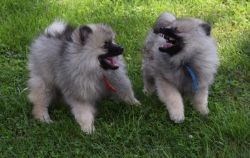 Adorable Keeshond puppies for sale