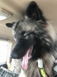 Keeshond! 10 months male