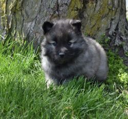 Male Keeshond Puppies!!!