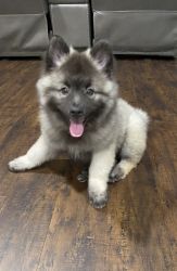 Keeshond, Male, 8 months old