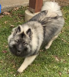Pure bred Keeshond puppy 8 months old