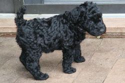 Top Quality Kerry Blue Terrier Puppies