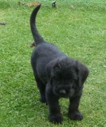 Registered Kerry Blue Terrier Puppies