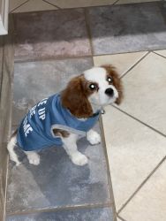 Selling our King Charles Cavalier puppy
