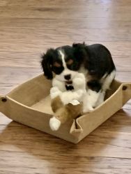 King Charles cavalier puppy