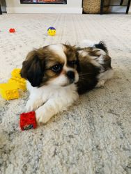 King Charles spaniel / Pekingese puppy for sale