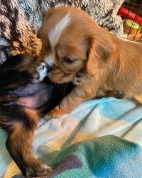 Super Charming Cavalier King Charles Spaniels for new homes